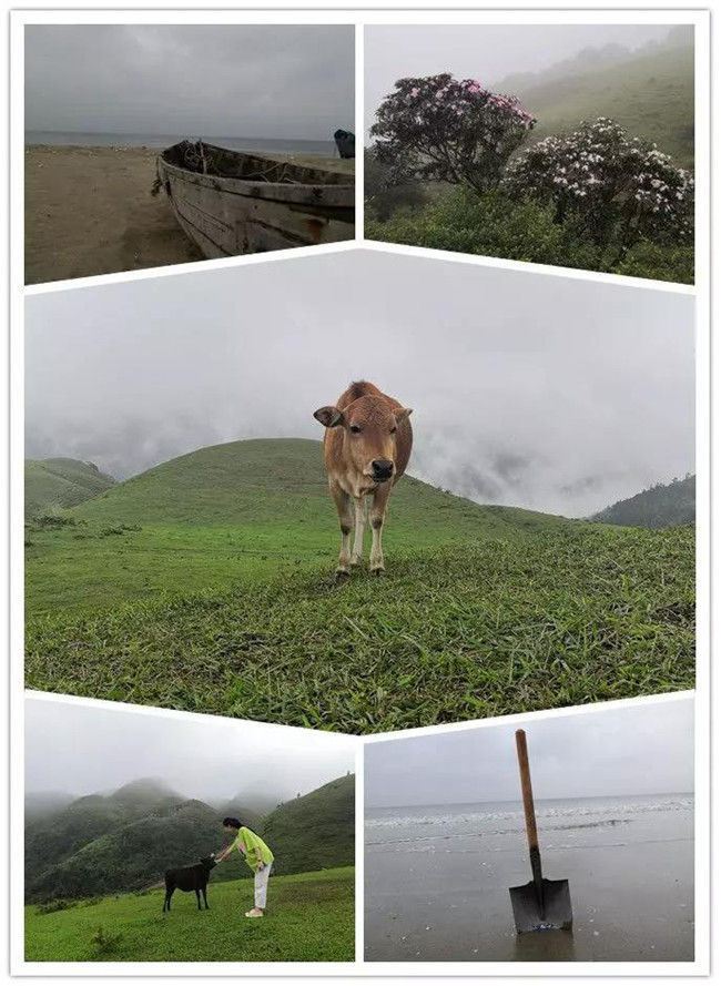 5月1日，陽西藍袍藍看海，陽春雞籠頂?shù)巧劫p高山杜鵑