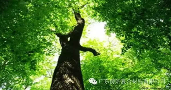 【博皓感悟】欲為大樹，莫與草爭-1