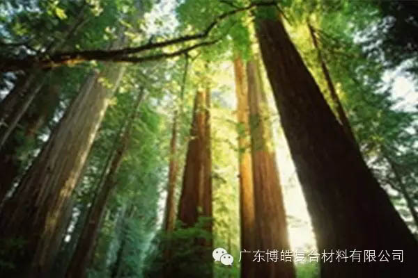 【博皓感悟】欲為大樹，莫與草爭-2