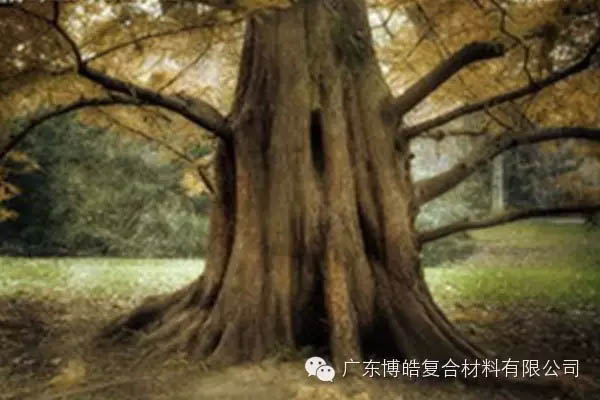 【博皓感悟】欲為大樹，莫與草爭-4