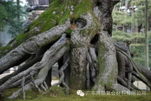 【博皓感悟】欲為大樹，莫與草爭-5