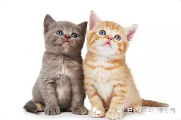 白貓黑貓，抓住老鼠就是好貓